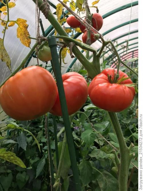 Лучшие сорта томатов на 21 год. Мои фавориты томатного сезона-2021