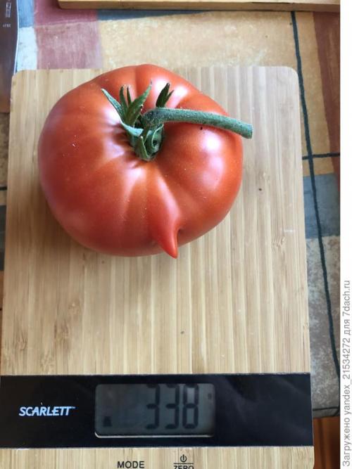 Лучшие сорта томатов на 21 год. Мои фавориты томатного сезона-2021