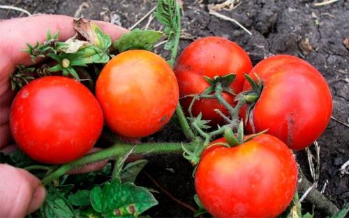 Томаты на 2022 год. Лучшие сорта томатов 2022 года