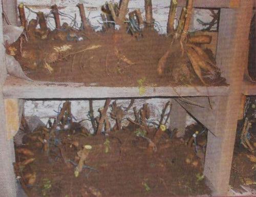 Как хранить клубни георгин в погребе. Подготовка погреба