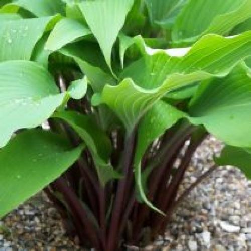 Каковы основные характеристики капусты красного листа. Красные хосты все-таки существуют