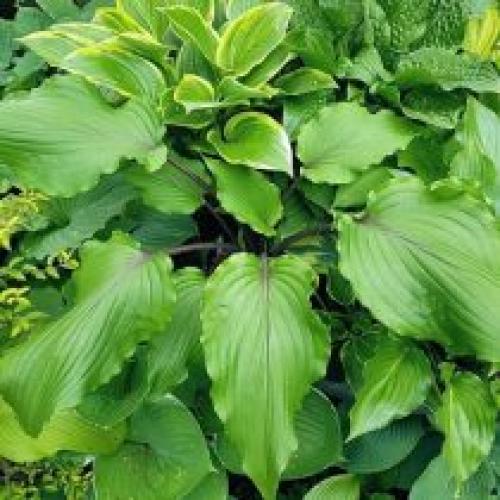 Каковы основные характеристики капусты красного листа. Красные хосты все-таки существуют