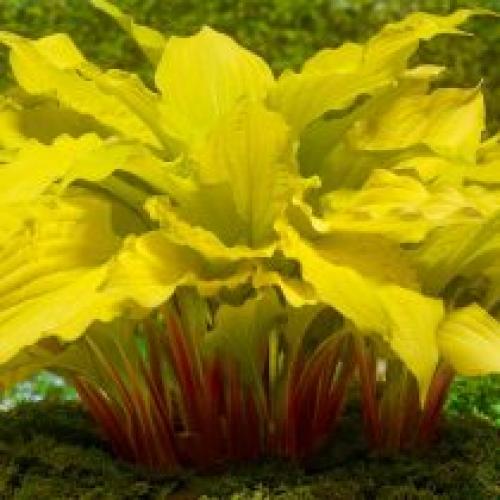 Каковы основные характеристики капусты красного листа. Красные хосты все-таки существуют