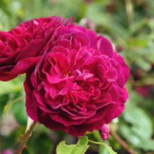 Как определить, что роза ароматная. От чего зависит сила благоухания роз?