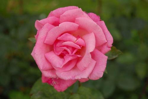 Какие сорта роз можно выращивать в домашних условиях. Комнатная роза (80 фото): виды и особенности ухода