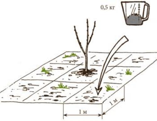 Выбор оптимальных сортов вишни для Нижегородской области 07 Выбор оптимальных сортов вишни для Нижегородской области 07