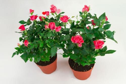 Какие сорта роз можно выращивать в домашних условиях. Комнатная роза (80 фото): виды и особенности ухода