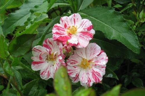 Какие сорта роз можно выращивать в домашних условиях. Комнатная роза (80 фото): виды и особенности ухода