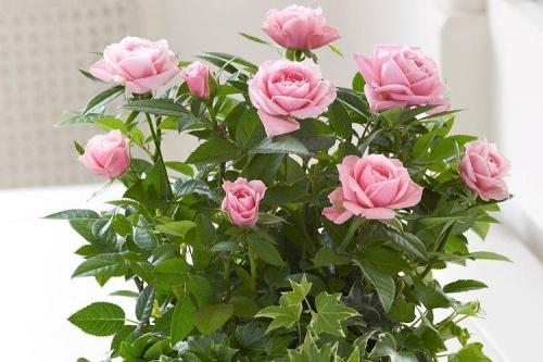 Какие сорта роз можно выращивать в домашних условиях. Комнатная роза (80 фото): виды и особенности ухода