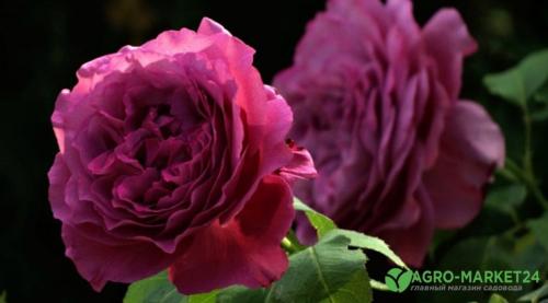 Откройте для себя мир ароматных роз: самые душистые сорта для вашего сада 12