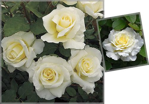 Какие сорта роз имеют наиболее сильный аромат. 30 ароматных роз