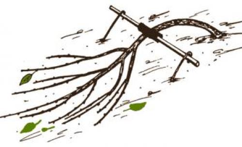 Выбор оптимальных сортов вишни для Нижегородской области 09 Выбор оптимальных сортов вишни для Нижегородской области 09