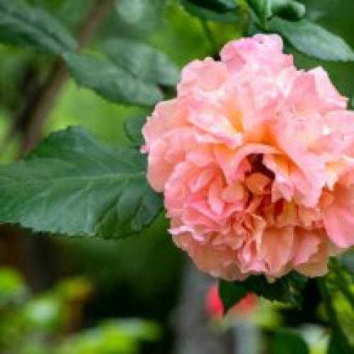 Как определить, что роза ароматная. От чего зависит сила благоухания роз?