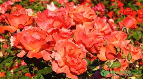 Откройте для себя мир ароматных роз: самые душистые сорта для вашего сада 11