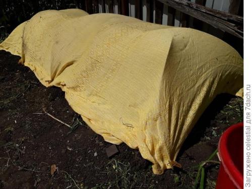 Как правильно высаживать семена салата Эдуардо в открытый грунт. Правильно выращенная рассада — мой секрет хорошего урожая кочанного салата 'Аттракцион'