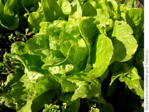 Как правильно высаживать семена салата Эдуардо в открытый грунт. Правильно выращенная рассада — мой секрет хорошего урожая кочанного салата 'Аттракцион'