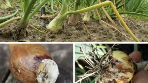 Как часто нужно проверять луковицы лука на предмет порчи во время хранения. Что делать, если гниет лук при хранении и на грядке