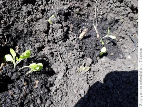 Как правильно высаживать семена салата Эдуардо в открытый грунт. Правильно выращенная рассада — мой секрет хорошего урожая кочанного салата 'Аттракцион'