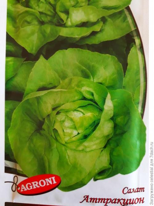 Как правильно высаживать семена салата Эдуардо в открытый грунт. Правильно выращенная рассада — мой секрет хорошего урожая кочанного салата 'Аттракцион'