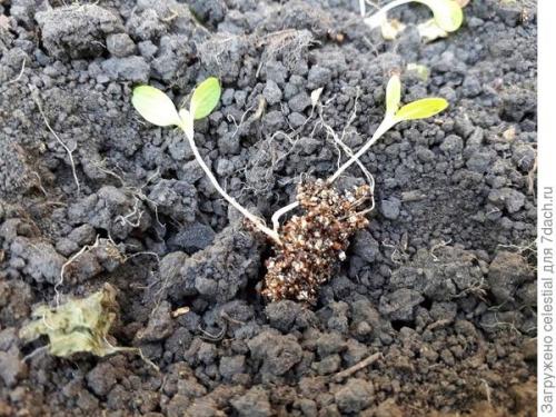 Как правильно высаживать семена салата Эдуардо в открытый грунт. Правильно выращенная рассада — мой секрет хорошего урожая кочанного салата 'Аттракцион'