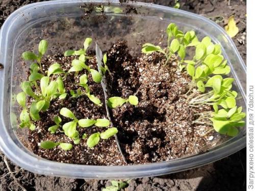 Как правильно высаживать семена салата Эдуардо в открытый грунт. Правильно выращенная рассада — мой секрет хорошего урожая кочанного салата 'Аттракцион'