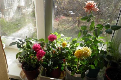 Какие сорта роз можно выращивать в домашних условиях. Комнатная роза (80 фото): виды и особенности ухода