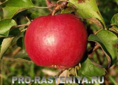 Отличительные особенности сорта яблони Жигулевская 09 Отличительные особенности сорта яблони Жигулевская 09