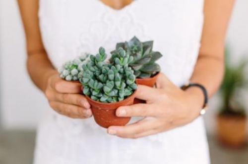 Какие сорта роз можно выращивать в домашних условиях. Комнатная роза (80 фото): виды и особенности ухода