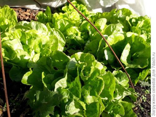 Как правильно высаживать семена салата Эдуардо в открытый грунт. Правильно выращенная рассада — мой секрет хорошего урожая кочанного салата 'Аттракцион'