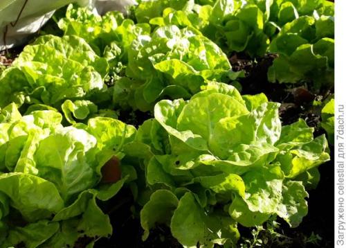 Как правильно высаживать семена салата Эдуардо в открытый грунт. Правильно выращенная рассада — мой секрет хорошего урожая кочанного салата 'Аттракцион'