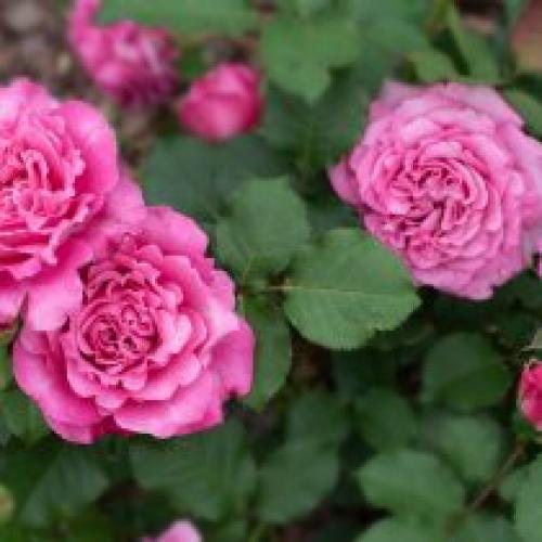 Как определить, что роза ароматная. От чего зависит сила благоухания роз?