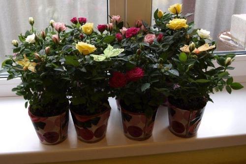 Какие сорта роз можно выращивать в домашних условиях. Комнатная роза (80 фото): виды и особенности ухода