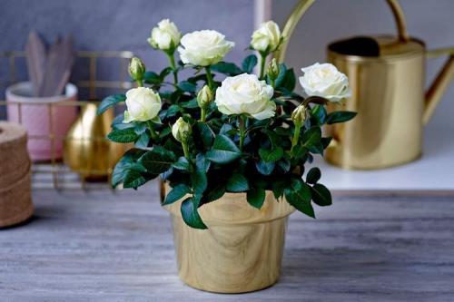 Какие сорта роз можно выращивать в домашних условиях. Комнатная роза (80 фото): виды и особенности ухода