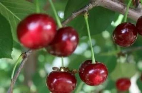 Выбор оптимальных сортов вишни для Нижегородской области 03 Выбор оптимальных сортов вишни для Нижегородской области 03