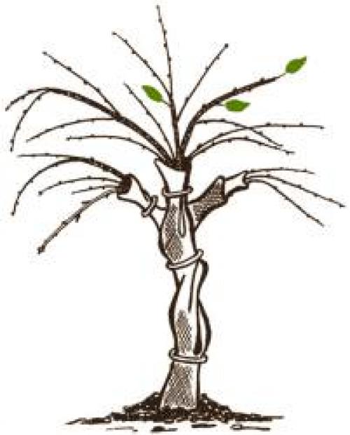 Выбор оптимальных сортов вишни для Нижегородской области 08 Выбор оптимальных сортов вишни для Нижегородской области 08