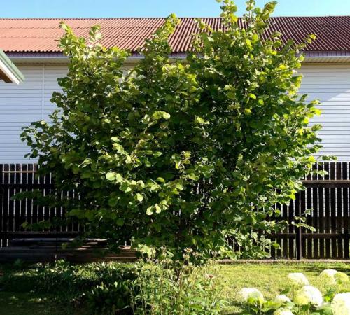 Лещина обыкновенная (Corylus avellana): подробное описание листьев и плодов кустарника, полезных свойств и противопоказаний