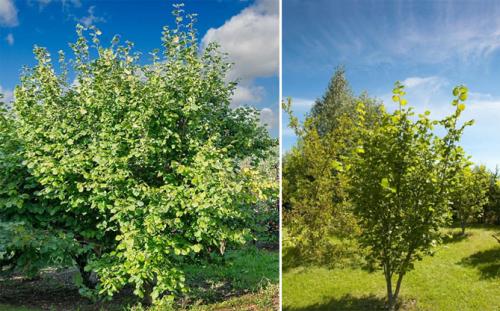 Когда созревает фундук в абхазии. Сорта и виды
