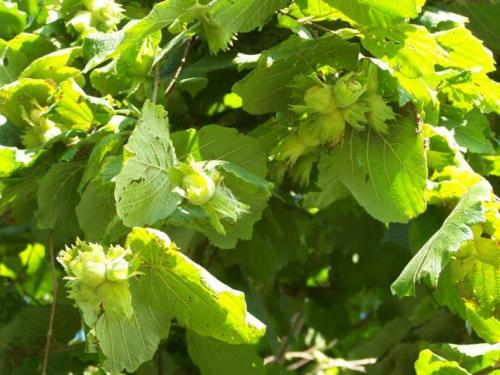 Лещина обыкновенная (Corylus avellana): подробное описание листьев и плодов кустарника, полезных свойств и противопоказаний