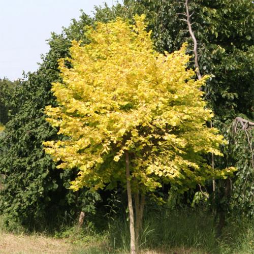 Когда созревает фундук в абхазии. Сорта и виды