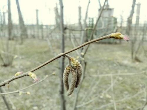 Лещина обыкновенная (Corylus avellana): подробное описание листьев и плодов кустарника, полезных свойств и противопоказаний
