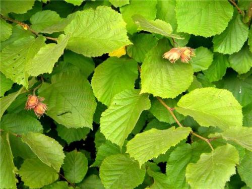 Лещина обыкновенная (Corylus avellana): подробное описание листьев и плодов кустарника, полезных свойств и противопоказаний