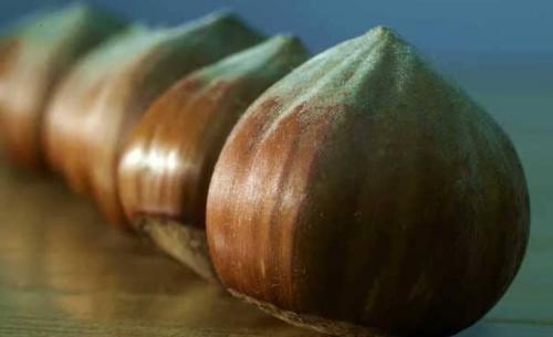 Лесной орех польза и вред. Орех фундук: польза и вред для организма