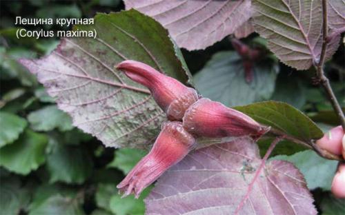 Когда созревает фундук в абхазии. Сорта и виды