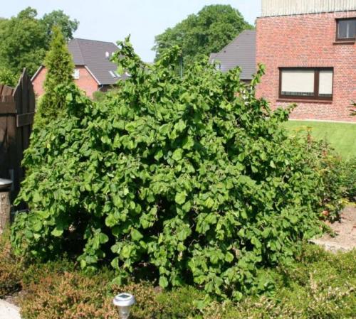 Лещина обыкновенная (Corylus avellana): подробное описание листьев и плодов кустарника, полезных свойств и противопоказаний