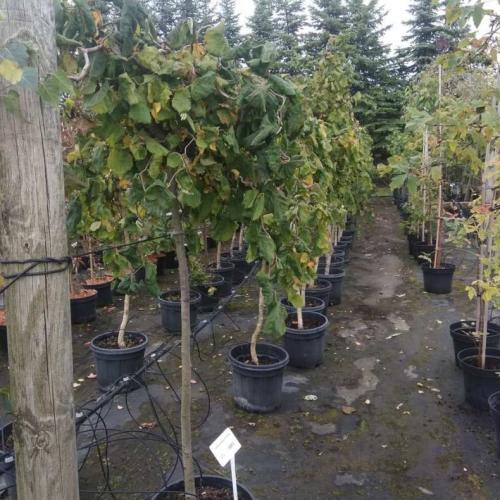 Лещина обыкновенная (Corylus avellana): подробное описание листьев и плодов кустарника, полезных свойств и противопоказаний