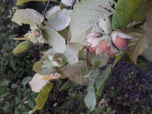 Лещина обыкновенная (Corylus avellana): подробное описание листьев и плодов кустарника, полезных свойств и противопоказаний