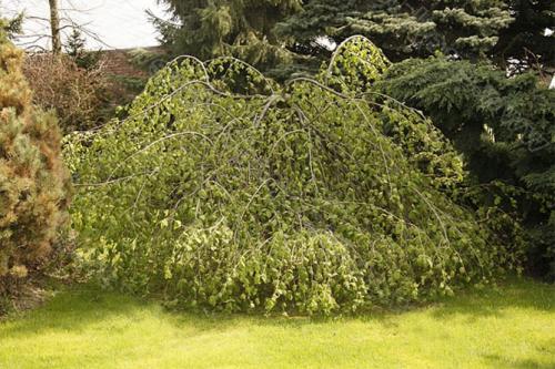 Когда созревает фундук в абхазии. Сорта и виды