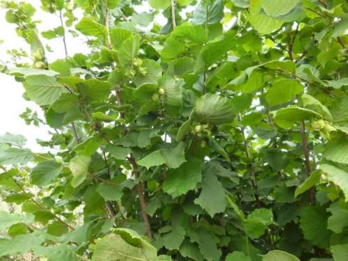 Лещина обыкновенная (Corylus avellana): подробное описание листьев и плодов кустарника, полезных свойств и противопоказаний