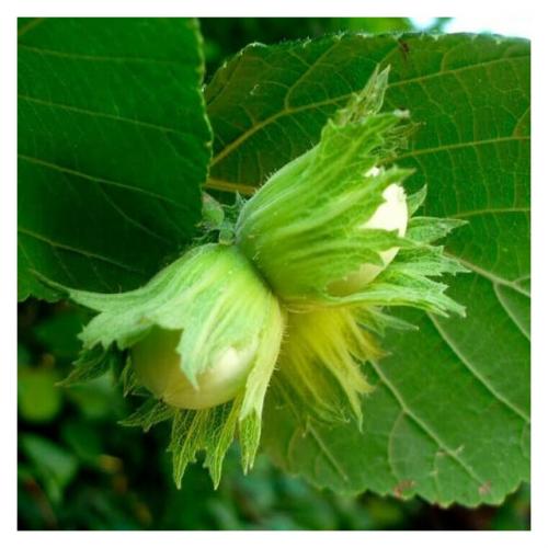 Лесной орех или лещина. Различия 20