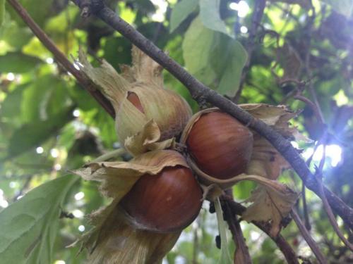 Когда собирать лесные орехи. Когда пора собирать лещину и как облегчить процесс 16 Когда собирать лесные орехи. Когда пора собирать лещину и как облегчить процесс 16